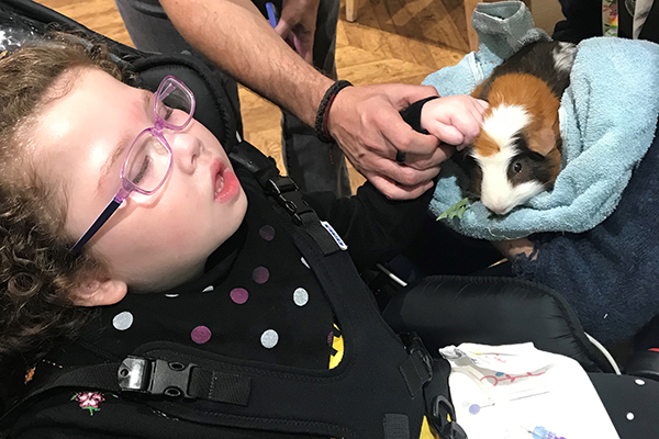 child stroking guinea pig